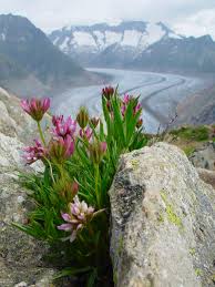Trifolium alpinum - Wikipedia
