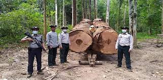 myanmar junta to sell more timber in