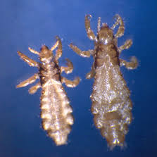 lice fairy licemothers lice removal