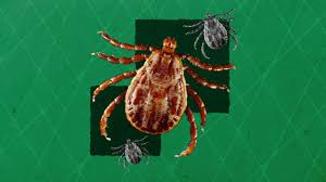 Are You Risking Lyme Disease Here S How To Remove Ticks