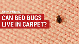 can bed bugs live in carpet city pests