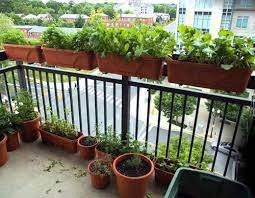 20 edible balcony garden pictures in