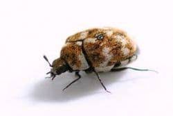 carpet beetles