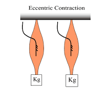 skeletal muscle contractions