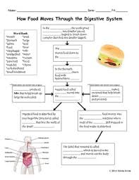 How Food Moves Through The Digestive System