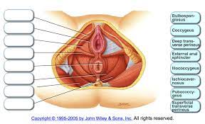 pelvic floor muscles diagram quizlet