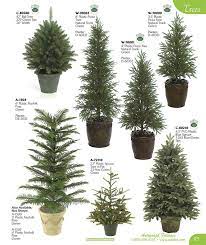 small evergreen trees best 25 dwarf