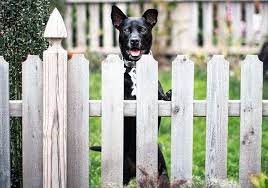 9 diy dog fence plans blueprints for