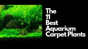 11 great aquarium carpet plants with