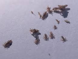 head lice pictures what do lice look like