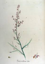 Файл:Erica arborea — Flora Batava — Volume v12.jpg — Вікіпедія
