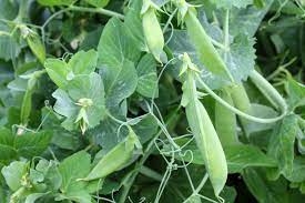 How to plant sugar snap peas. How To Grow Sugar Snap Peas Snow Peas The Perfect Spring Crop