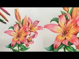 lily flowers drawing in colors pencils