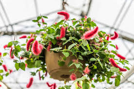Die net return übungsnetzwerke kommen nach europa. 8 Best Houseplants For Hanging Baskets