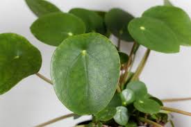We did not find results for: Are Your Chinese Money Plant Leaves Curling 8 Possible Causes The Practical Planter