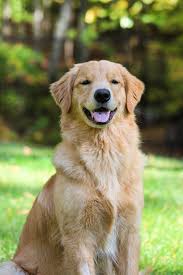 golden retriever sidewalk dog