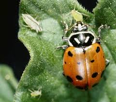 control aphids in the garden