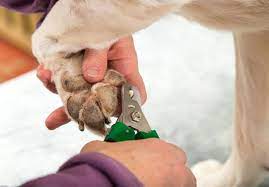 trim your dogs nails it s is easier