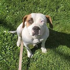 The american bulldog is one of the fastest growing breeds in the united states, despite not being recognized by many breed registries. American Bulldog Puppies For Sale In New Haven Connecticut Adoptapet Com