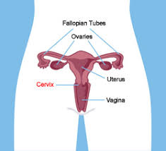 your cervix