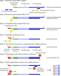 Unsatisfactory cdna yields can arise from low rna concentration. Schematic For Cdna Synthesis By Template Switching Step 1 Primer Download Scientific Diagram