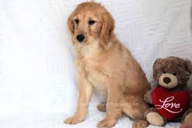 We are a small breeder of golden retrievers. Sally Akc Golden Retriever Puppies For Sale In Ohio