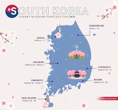 Rising 1,950m (6,400 ft.) above jeju island is hallasan mountain, the tallest peak in all of south korea. South Korea Cherry Blossom Forecast 2021 When Where