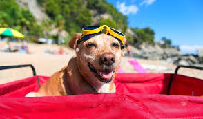 33 best dog friendly vacation destinations