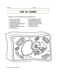Image information image title : Plant Cell Coloring Sheet By Biology Roots Teachers Pay Teachers