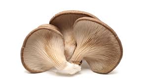 Oyster Mushroom Training