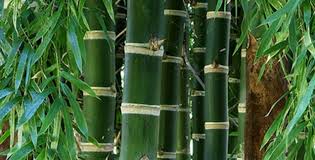 Resultado de imagem para o bambu