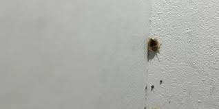 Bed Bugs In Wall How To Get Them Out