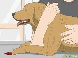 3 ways to stop a dog from bleeding