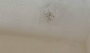 The bedroom is very cold when heating is not on and the windows have condensation on the every night. Ceiling Mold Growth Learn The Cause And How To Prevent It Environix