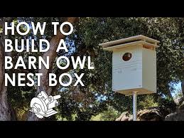 How To Build A Barn Owl Nesting Box