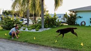 How Electric Dog Fences Work How