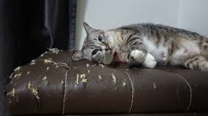 stop cats from scratching leather furniture
