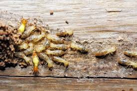 common signs of a termite infestation