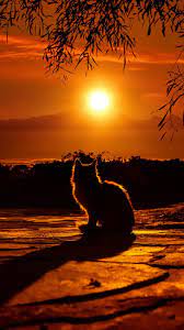 Cat Enjoying Sunset Hd Mobile Wallpaper ...