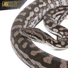 female inland carpet pythons morelia
