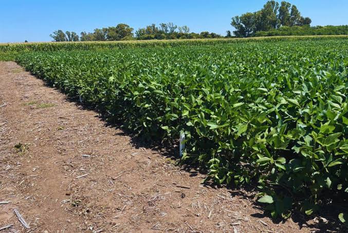 Se simplifica el marco regulatorio con la abrogación de 42 normas de protección vegetal - Opción Rural · Información agropecuaria y turística.