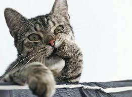 О чем думают кошки и думают ли вообще? | Animal Town | Дзен