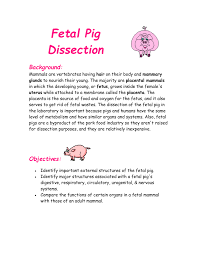 Fetal Pig Dissection Background