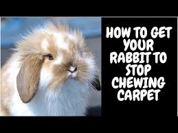 rabbit to stop chewing carpet