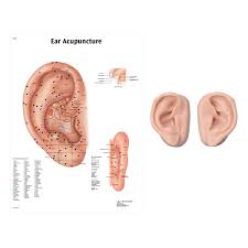 Right And Left Acupuncture Ear Models With Ear Chart 3b