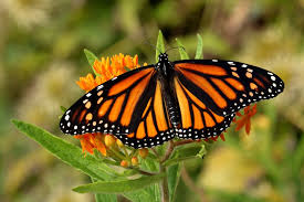 Monarch Butterfly Identification Life Cycle Migration