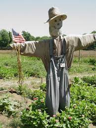 scarecrow in garden pics4learning