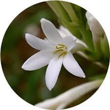 This will stop seed pod production and send nutrients to the bulb. 48 Types Of White Flowers Proflowers Blog