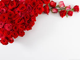 red roses wallpaper 58 images