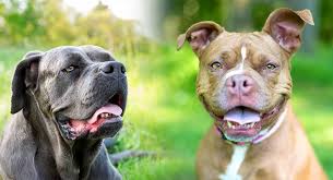 Cane Corso Pitbull Mix What Do You Need To Know About This